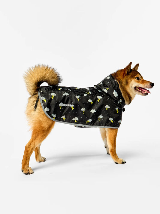 dog-raincoat-storm-52/524354a55eb8f5761b5c68178646e74c5f21de8b