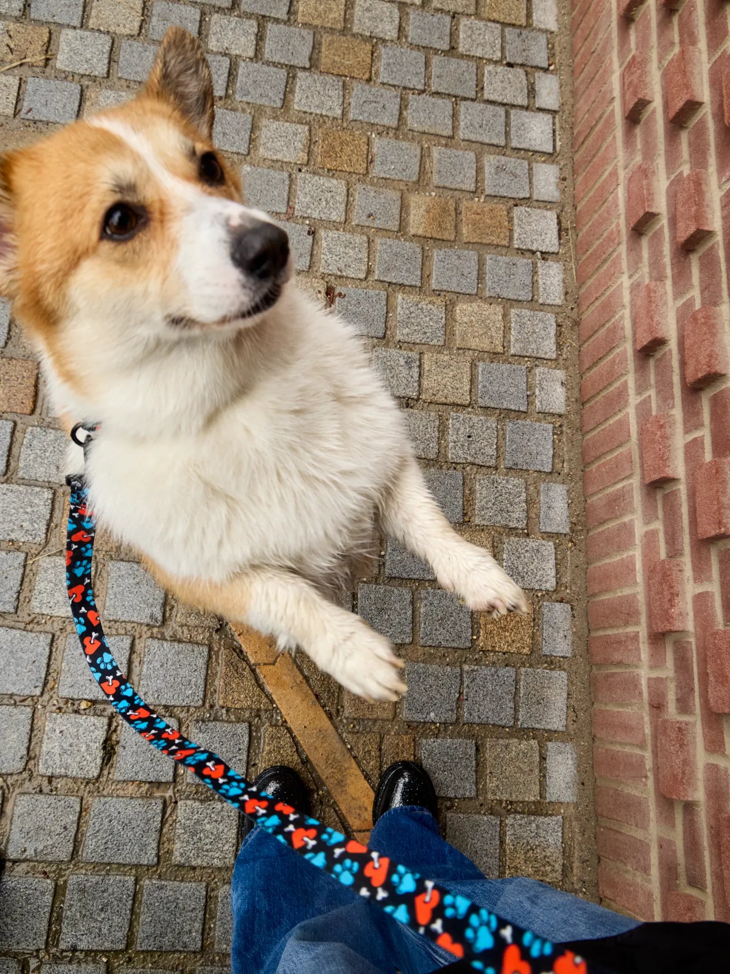 dog-leash-hearts-paws-7a/7a0f1f399b9577898087332145d6303a5296aaca